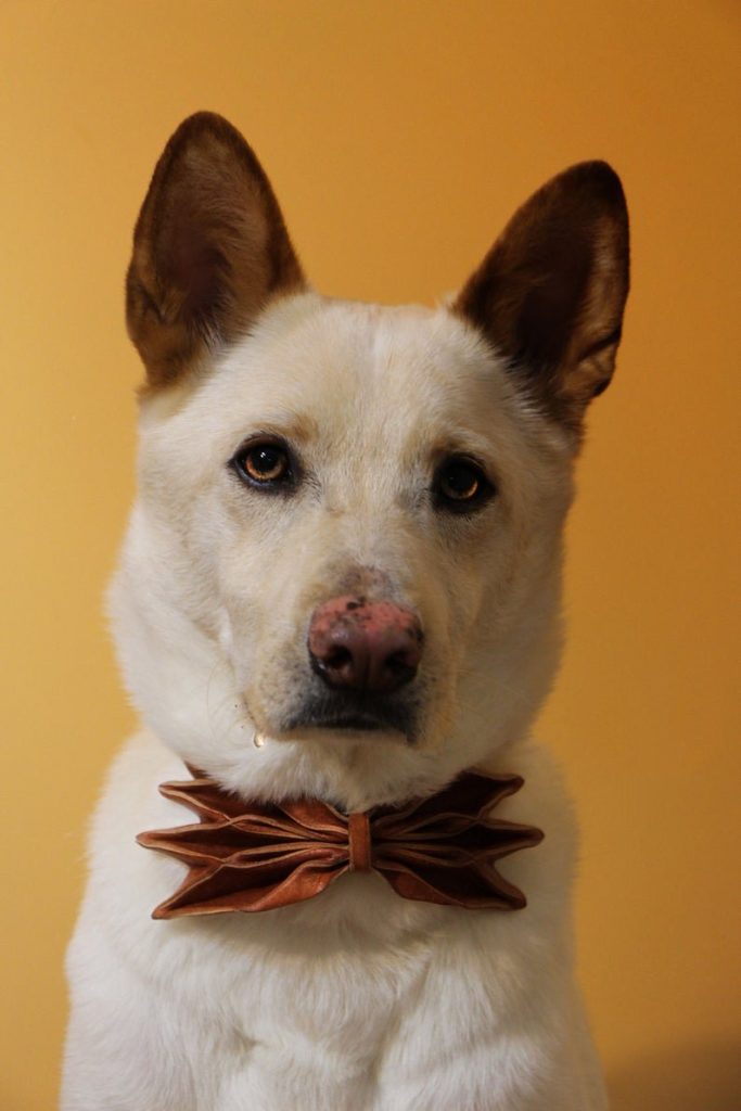 图片[2]-手工皮具图纸 蝴蝶结tp004-皮艺果手工皮具图纸